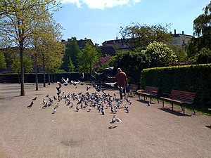 Энгхавепаркен - pigeons.jpg