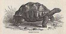 Engraving of an Elephant-Tortoise from "The Royal Natural History" (1896) Engraving of an Elephant-Tortoise.jpg