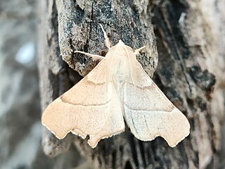 <i>Ennomos quercaria</i> Species of moth