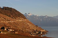 Schweiziska Viner
