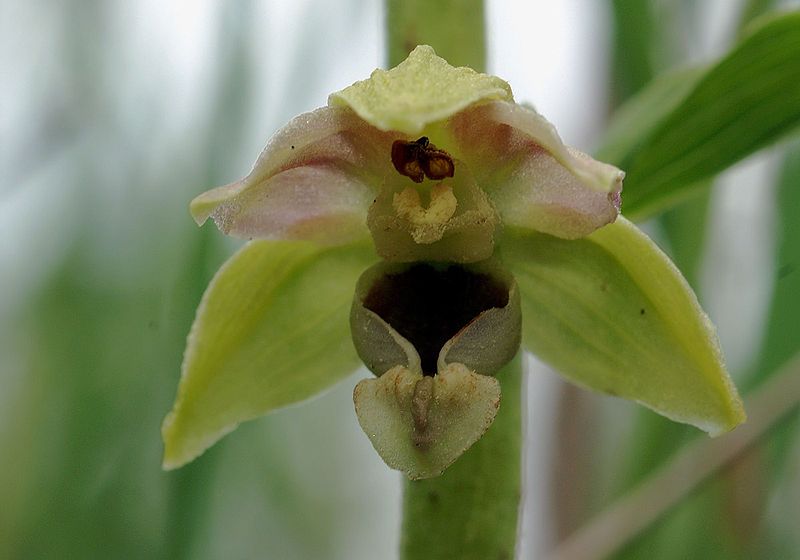 File:Epipactis distans Luxemburg 016.jpg