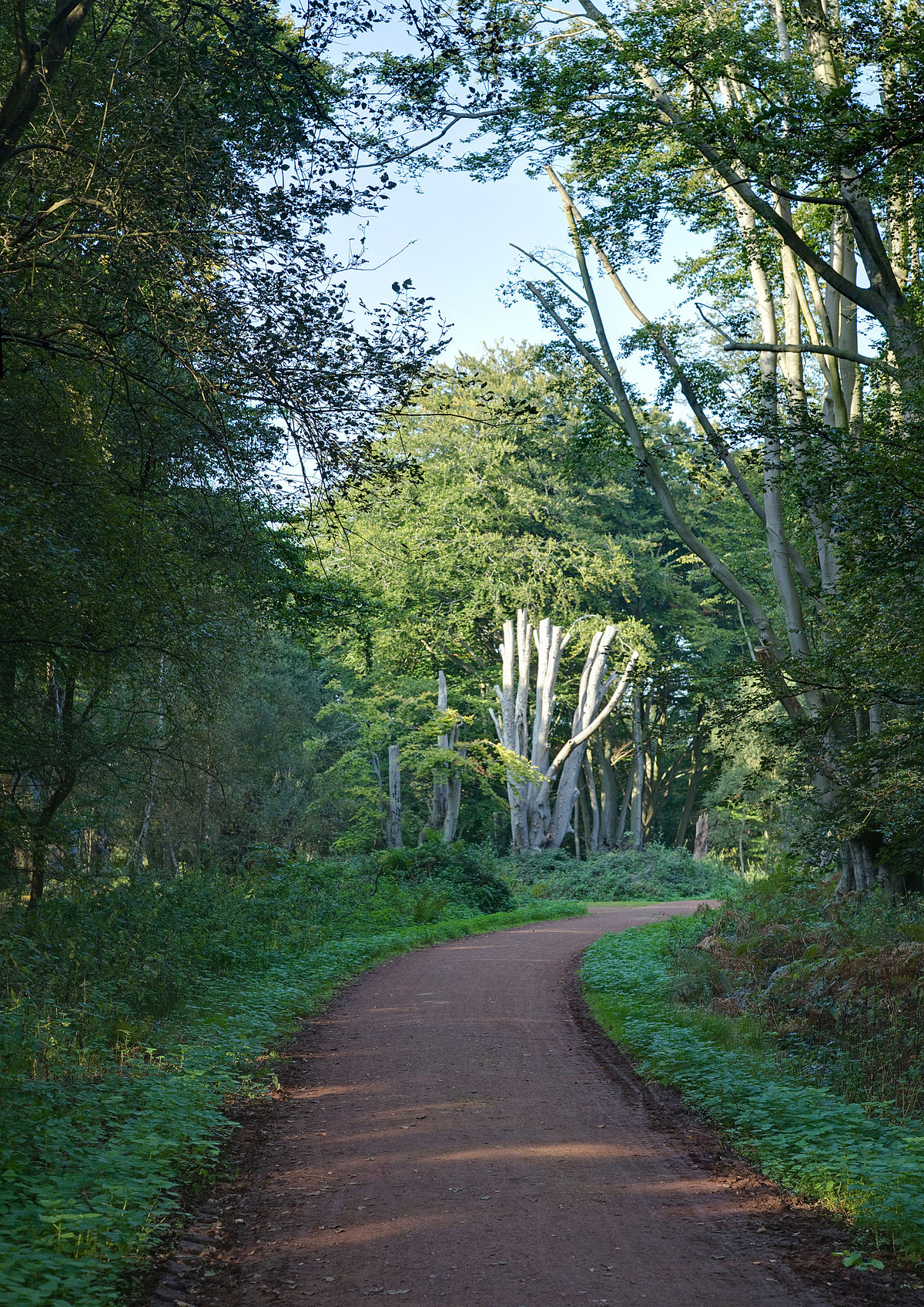 Epping Forest - Wikipedia