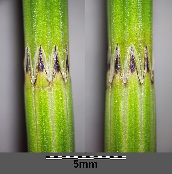 File:Equisetum palustre sl10.jpg