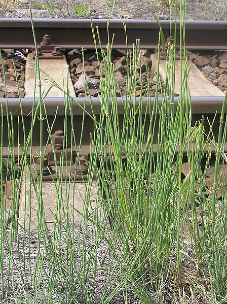 File:Equisetum ramosissimum2.JPG