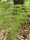 Miniatura para Equisetum sylvaticum