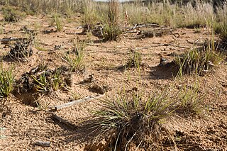 <i>Eragrostis secundiflora</i> Species of plant