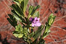 Eremophila willsii (2) .jpg