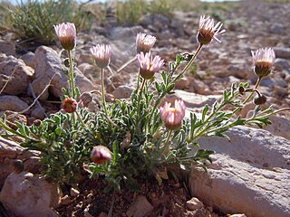 <i>Erigeron allocotus</i> Species of flowering plant