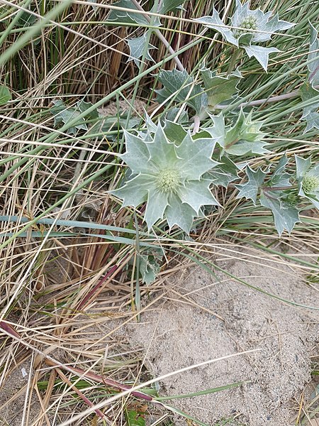 File:Eryngium maritimum 207060240.jpg