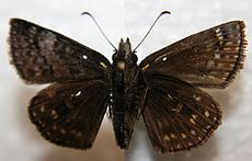 Erynnis sp.jpg