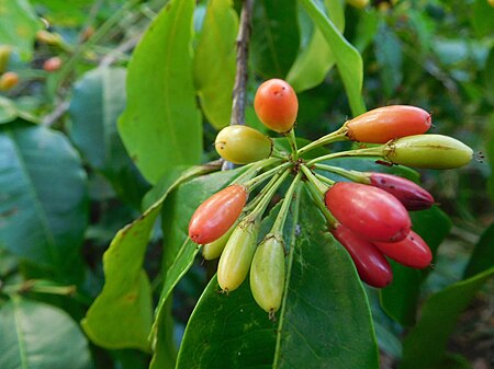 Tập_tin:Erythroxylaceae_Fruits.jpg