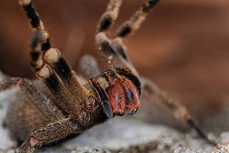 tarantula bite effects