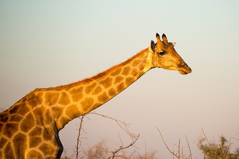 File:Etosha-76 (33994445404).jpg