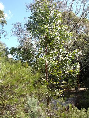 Beschreibung des Bildes Eucalyptus dumosa.jpg.