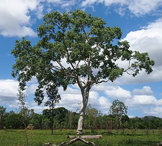 <i>Eucalyptus platyphylla</i> Species of eucalyptus