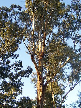 Eucalyptus tree.jpg
