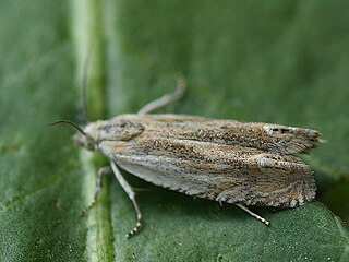 <i>Eucosma wimmerana</i> Species of moth