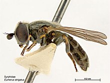 Eumerus strigatus.jpg