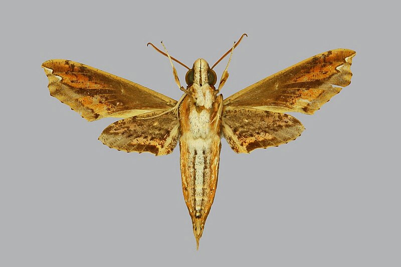 File:Eupanacra psaltria BMNHE813131 male un.jpg