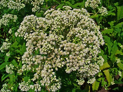 Eupatorium perfoliatum Inflorescences