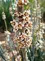 Desert Botanical Garden, Phoenix, Arizona