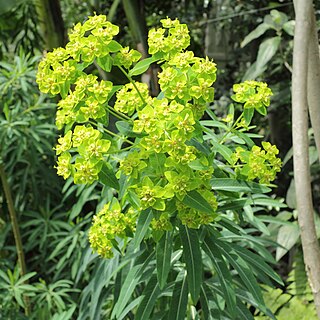 <i>Euphorbia azorica</i> Species of flowering plant
