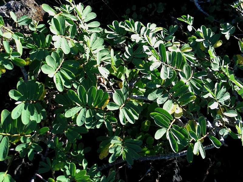 File:Euphorbia celastroides var. kaenana (4755993317).jpg