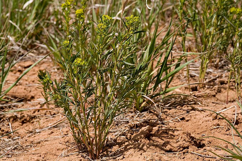 File:Euphorbia esula - Flickr - aspidoscelis.jpg