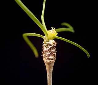 <i>Euphorbia hedyotoides</i> Species of flowering plant