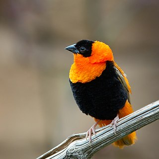 <span class="mw-page-title-main">Northern red bishop</span> Species of bird