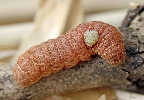 Euplectrus sp. larvae on a Noctuidae caterpillar. (2010-04-29)