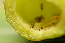 Eupontania viminalis 2642M.jpg