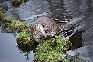 European otter (lutra lutra)