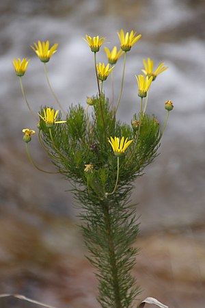 Othonna Daucifolia: Plantspesie