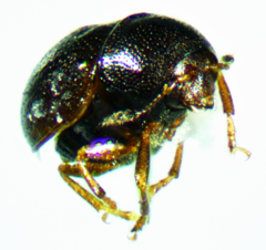 Description de l'image Euxenus punctatus 2.png.