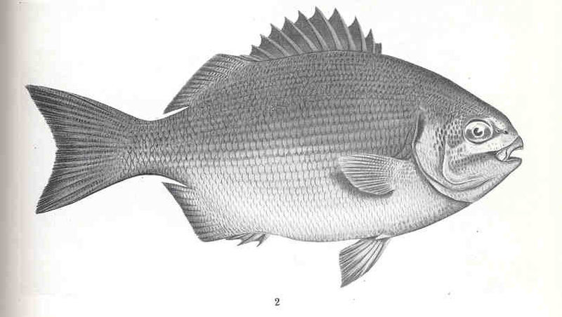 File:FMIB 36100 Kyphosus sydneyanus, Gunther.jpeg