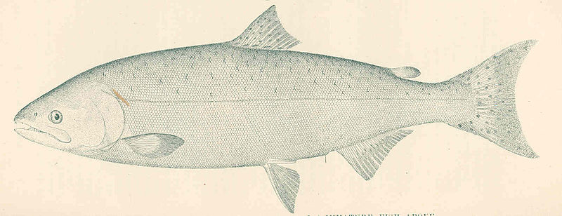 File:FMIB 41470 Chinook Salmon (Oncorhynchus tschawytscha).jpeg