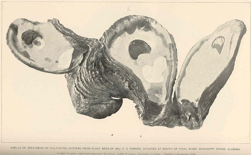 File:FMIB 47838 Shells of Specimens of Cultivated Oysters from Plant Beds of Maj F S Parker, Situated at Mouth of Fowl River, Mississippi Sound.jpeg