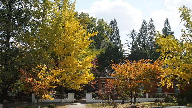 File:Fall Foliage in Kaesong, North Korea (15653164881).jpg