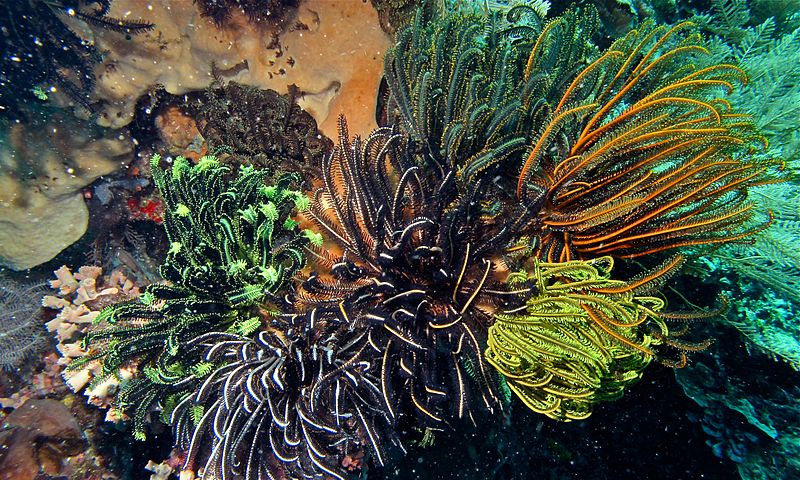 File:Feather Stars (Comatulida) (6059124438).jpg