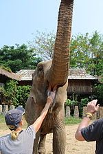 Thumbnail for File:Feeding elephant at Elephant Nature Park.JPG