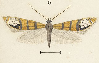 <i>Glyphipterix triselena</i> Species of moth