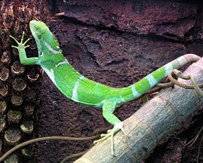 Opis zdjęcia Fijian Crested Iguana Perth Zoo, SMC, wrzesień 2005.jpg.