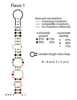 <span class="mw-page-title-main">Flavo-1 RNA motif</span>