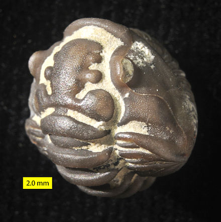 An enrolled phacopid trilobite Flexiclaymene meeki from the Upper Ordovician of Ohio