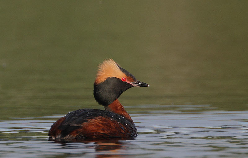 File:Flickr - Rainbirder - Slavonian Grebe (Podiceps auritus) (2).jpg