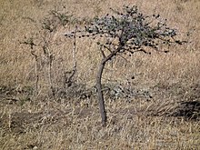 Flora of Tanzania 2751 Nevit.jpg