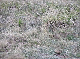 Florissant Fossil Beds National Monument PA272534.jpg