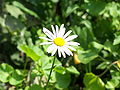 Leucanthemum vulgare