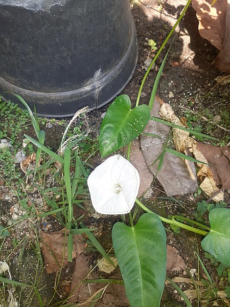 File:Flower of water spinach.jpg